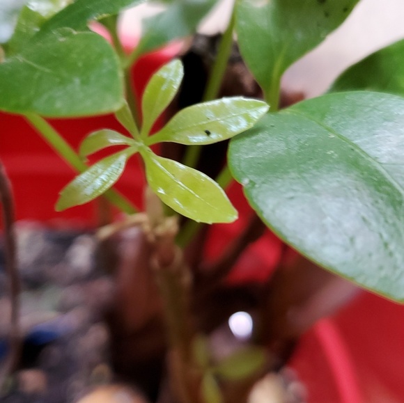 Meet your Posher, sabrina - Picture 1 of 1